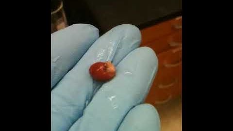 Finishing a Mouse Heart Perfusion