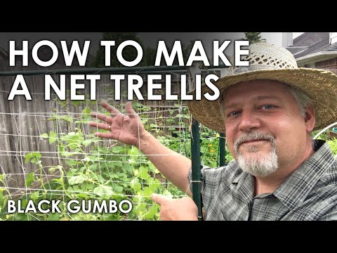 Video: Growing Cucumbers On A Trellis In The Open Field - Rules + Photos And Videos