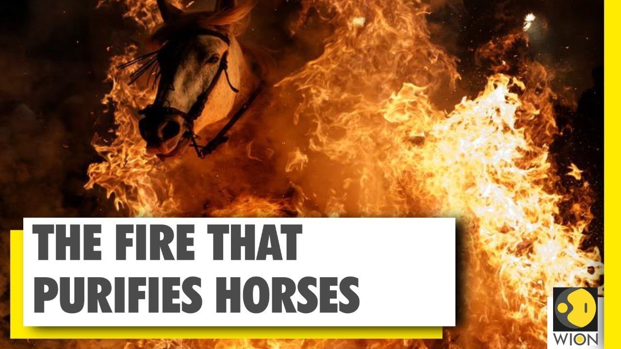 Spain is celebrating festival to purify horses by fire