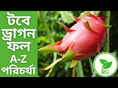 ভিডিও: ড্রাগন বুনতে শিখবেন কীভাবে