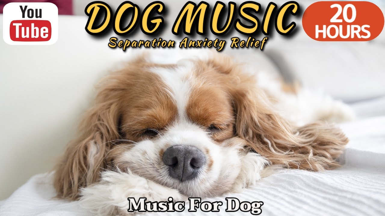 Música para dormir perros durante 20 horas🐶💖Música para aliviar la ansiedad por separación de perros