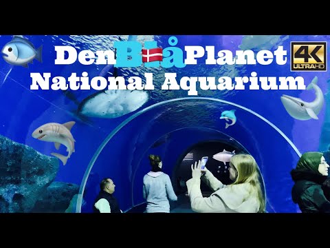 National Aquarium Denmark  Den Blå Planet 🐋 The Blue Planet Copenhagen 2020 #Aquarium #4K #UHD