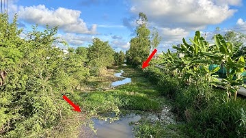 Câu Cá Rô Đồng | Câu Cá Rô Đồng Chinh Phục Con Cá Rô Khủng Trong Gốc Cây | Tập 39