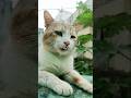 Cat video 🐈#shorts #ytshorts #youtubeshorts #cat #pets #animals