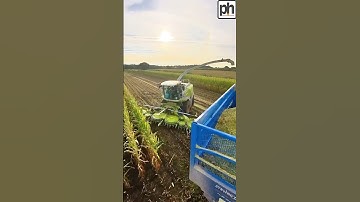 ENTRY & EXIT With CLAAS 870 Jaguar Forage Harvester In The Field