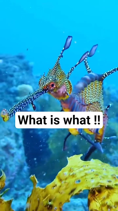 Download lagu You Won’t Believe What’s Hiding in the Deep Sea! 🌊😱 #underwaterworld #sea #beautifulfish