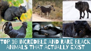 Top 10 Incredible and Rare Black Animals That Actually Exist