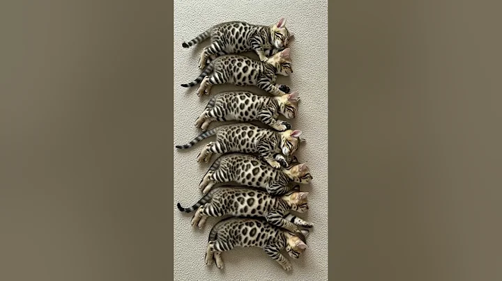 Video 10741401: bengal kitten sleeping, adorable bengal kittens, perfect kitten