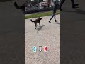 MALINOIS 29 GUN