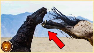 If These 25 Horse Moments Were Not Filmed No One Would Believe Them