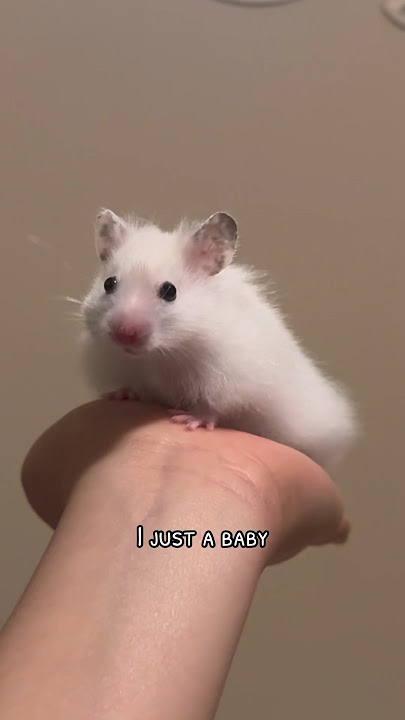 This is my new Syrian Hamster and his name is Deku ❤️❤️ #syrianhamster #hamster #syrian #cutehamster