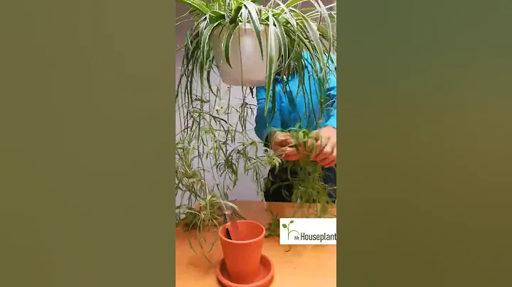 Spider Plant Propagation (The Correct Way!) - DayDayNews