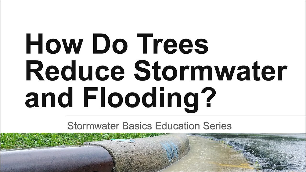 How Do Trees Reduce Stormwater  Flooding?