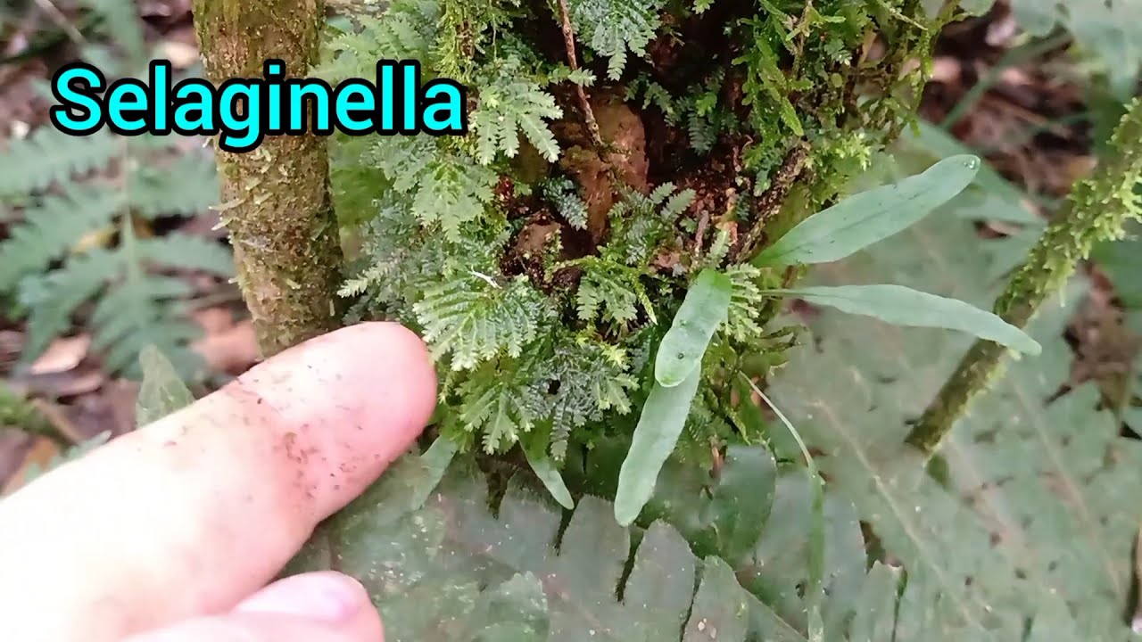 só samambaia nativa~ vem ver quantas lindezas