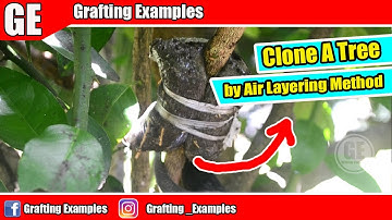 How To Clone Citrus Tree By Air Layering Method