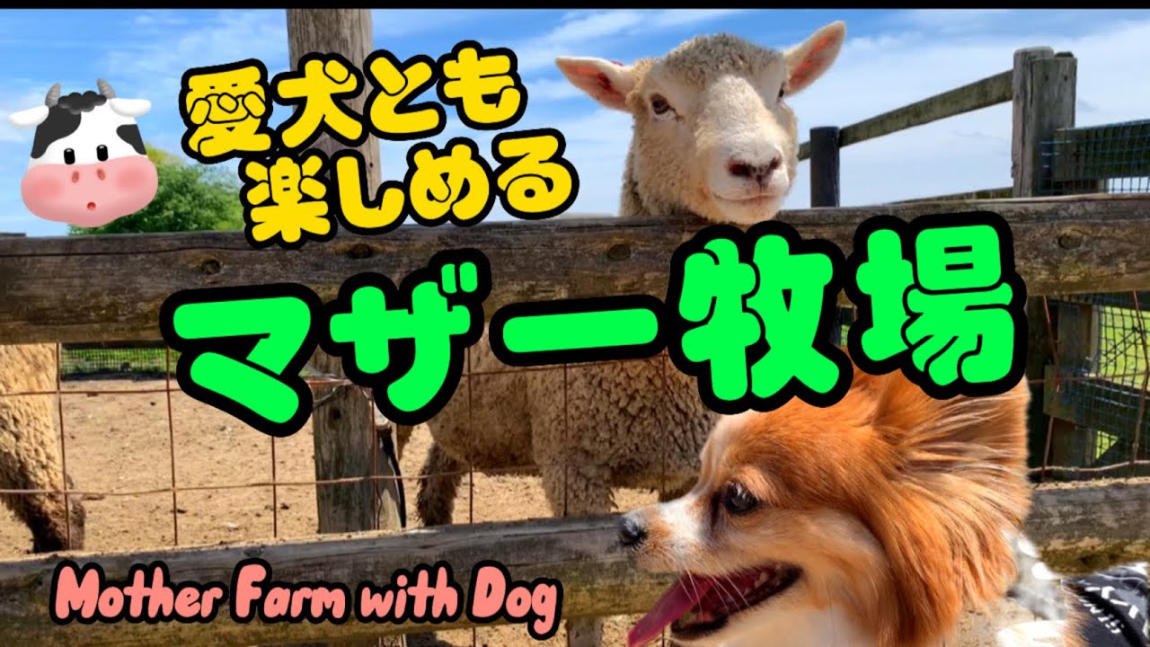 【千葉・富津】愛犬とも楽しめる！「マザー牧場」’’Mother Farm