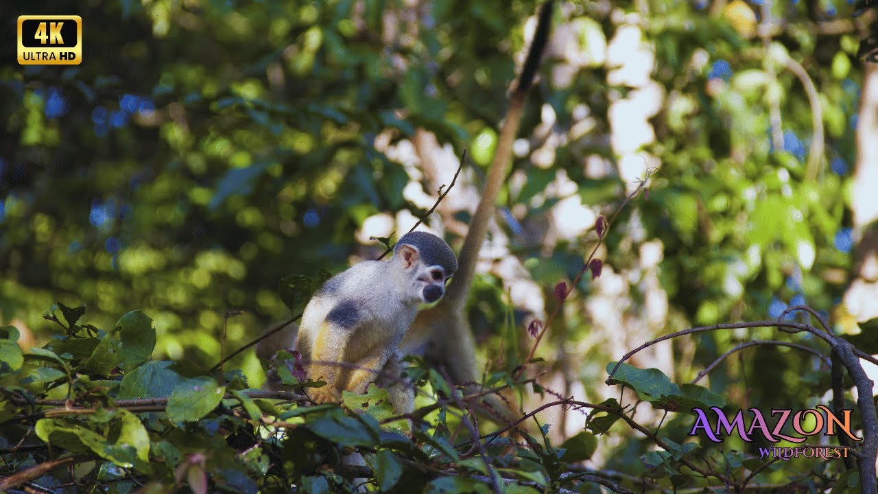 Amazon 4K - Exploring Natural Patterns of the Rainforest