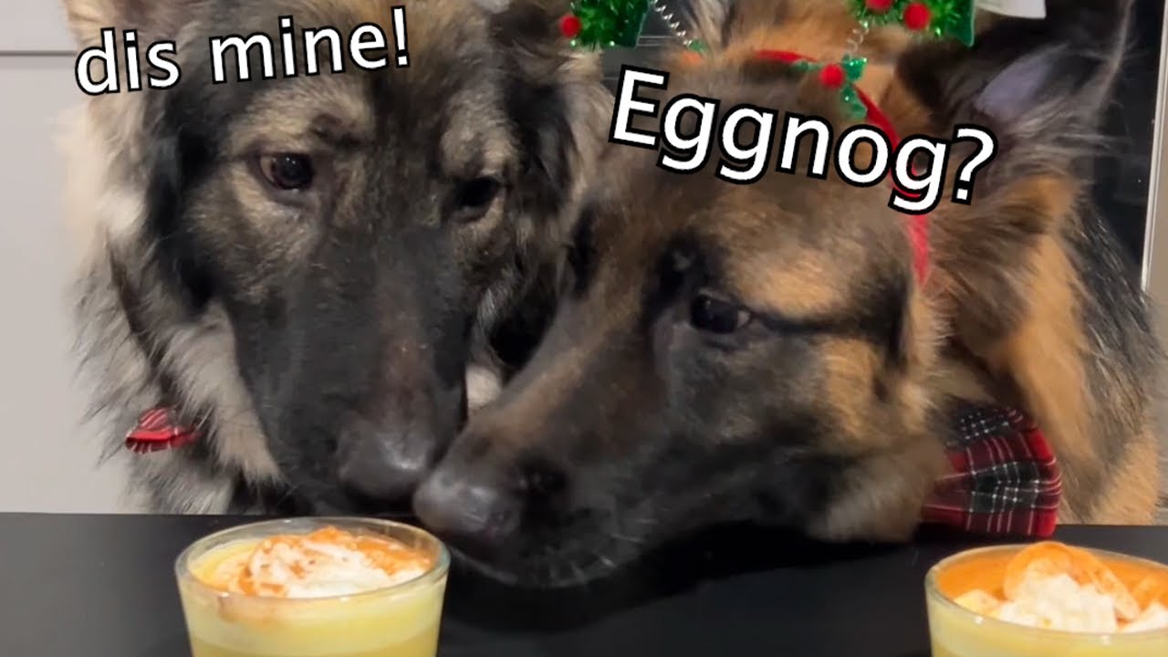Eggnog Recipe for Dogs YouTube