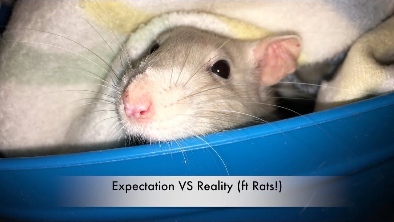 Fancy Rats as Pets: Expectations VS Reality