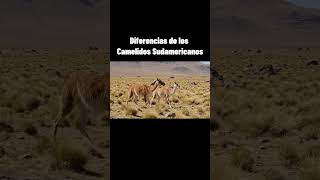 Why South American Camelids Are Weird AF #alpaca #animalestiernos #peru