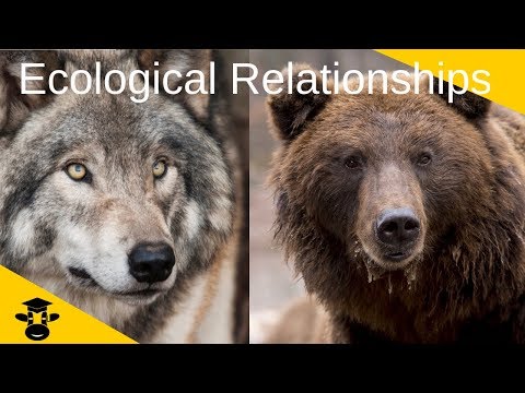 Ecological Relationships-Competition- Predator and Prey- Symbiosis