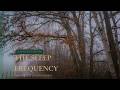 Scientists Discovered a Frequency That Puts You to Sleep in Minutes — 528 Hz Deep Healing Forest