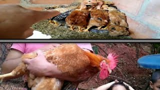 Galo Pesadão Vermelho Com Embrapa 051, Caipira E Label Rouge