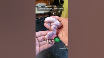 🐍 First baby to crawl out of the egg! 🧪 #shorts #snakes #pythons #ballpython #ballpythonbreeding