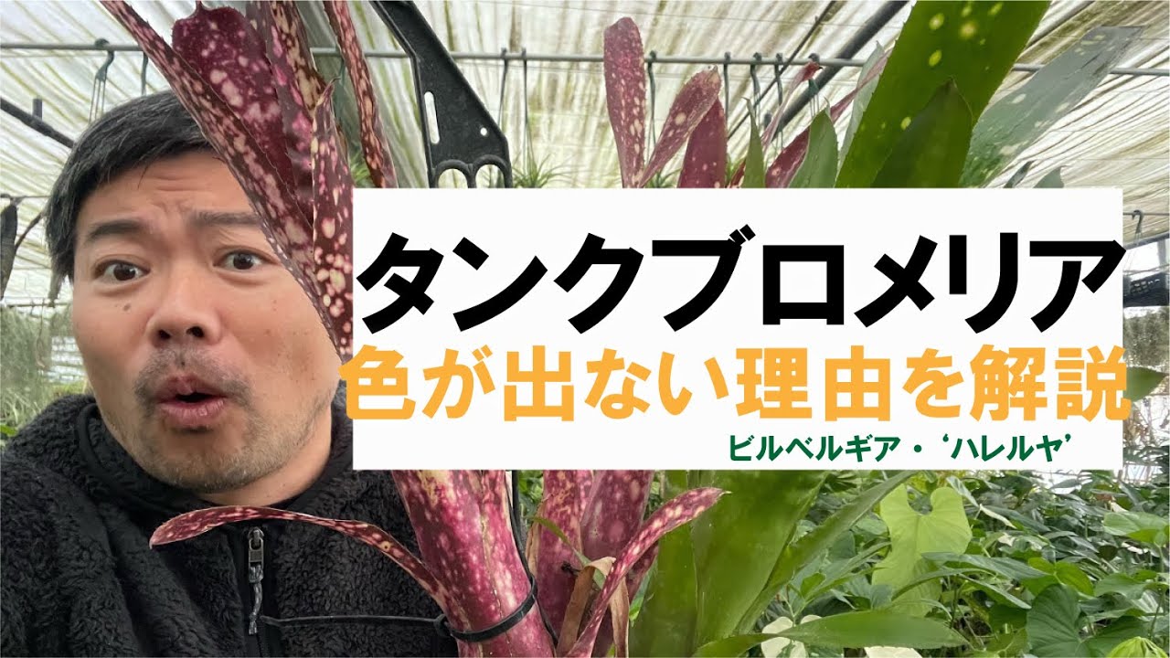 maxresdefault.jpg