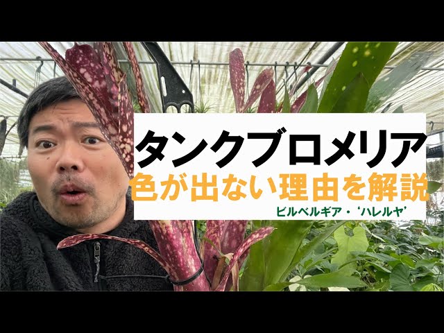 どうしたら⁉️タンクブロメリアが緑になった時の対処を解説 - YouTube