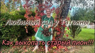 Тяжелая работа, как я выкапывал старый пион, деление Пиона, трудоемки процесс 🌺 2025