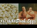 Incubating Ducklings (Start To Finish) Everything You Need To Know | Gold Shaw Farm Sent Us Eggs!!!