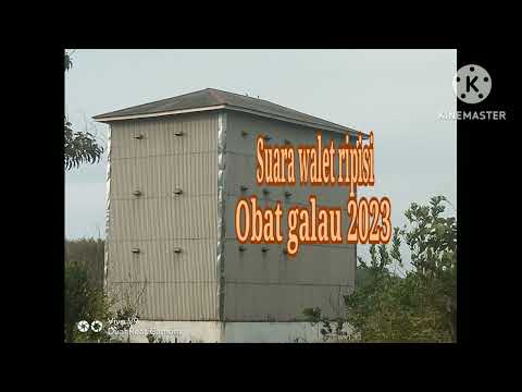 SUARA INAP BIRAHI OBAT GALAU. burung walet bayak tapi susah bikin sarang pake inap birahi
