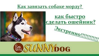 как завязать собаке морду и сделать ошейник своими руками как завязать собаке морду и сделать ошейник своими руками