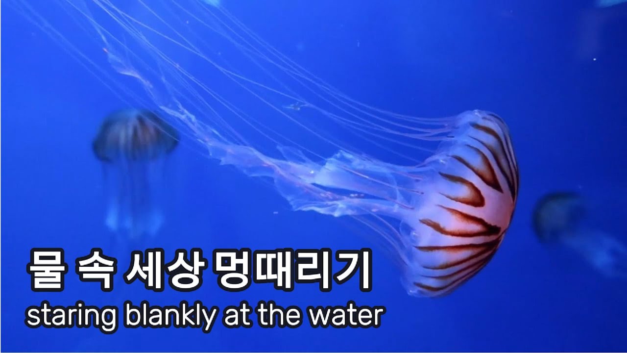물 속 세상 멍때리기. Staring blankly at the world under water. - YouTube