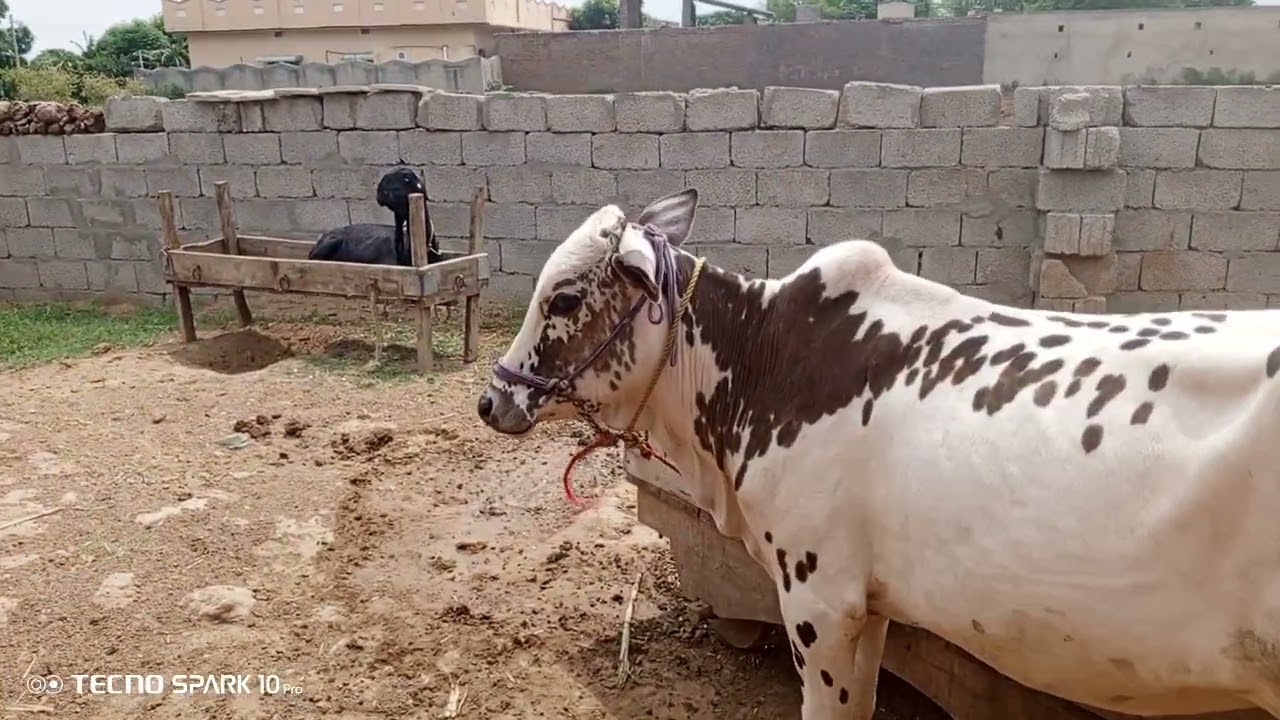 fathejhang Bull Pakistan