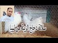 تربية دجاج الزينة - أحد أجمل سلالات دجاج الزينة من مزرعة أحد متتبعينا الكرام من ليبيا