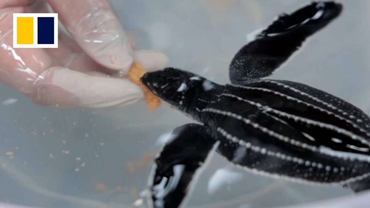 Thailand’s endangered baby turtles return to the wild - YouTube