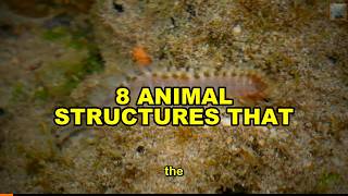 8 Animal Structures That Solve Problems Human Engineers Still Struggle With