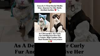 This Devon Rex Cat Dresses Better Than You 💅✨ Coco’s High Fashion Looks! #shorts #cat #usa #foryou