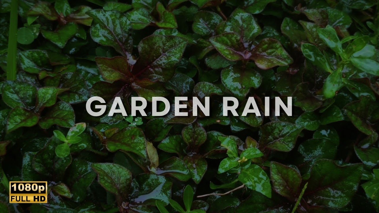 Rain on Leaves 🌿 Sleep Instantly in a Hidden Jungle Garden [ASMR] No Talking