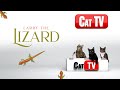 Cat tv  cat games  larry the lizard s for cats