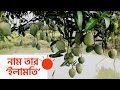 নাচোলে নতুন জাতের আম