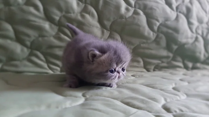 Video 1241211: tabby exotic, tabby female, blue tabby, exotic kitten, haired kitten