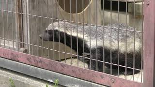 Honey badger (Higashiyama Zoo and Botanical Gardens, Aichi, Japan