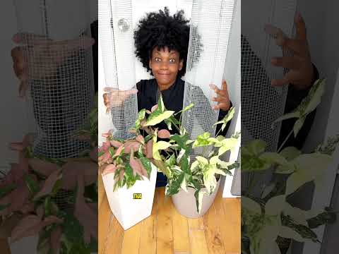 Syngonium Tower Plant Project - #plants #plantlover #indoorplants #plantcare #syngonium #rareplants