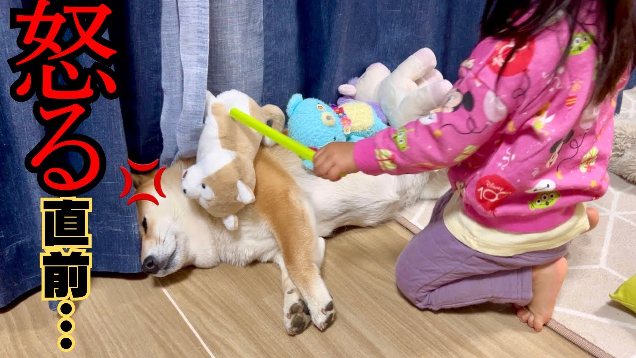 心を許し合っている柴犬＆２歳児。ひさびさに柴犬に怒られました…