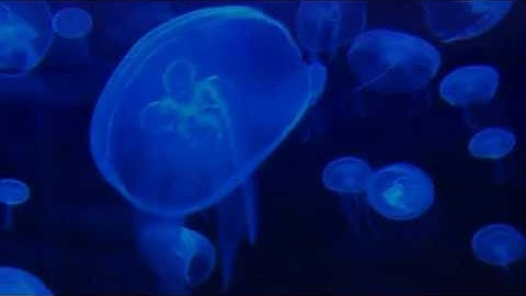 3M - Evans is here (Jellyfish Video)