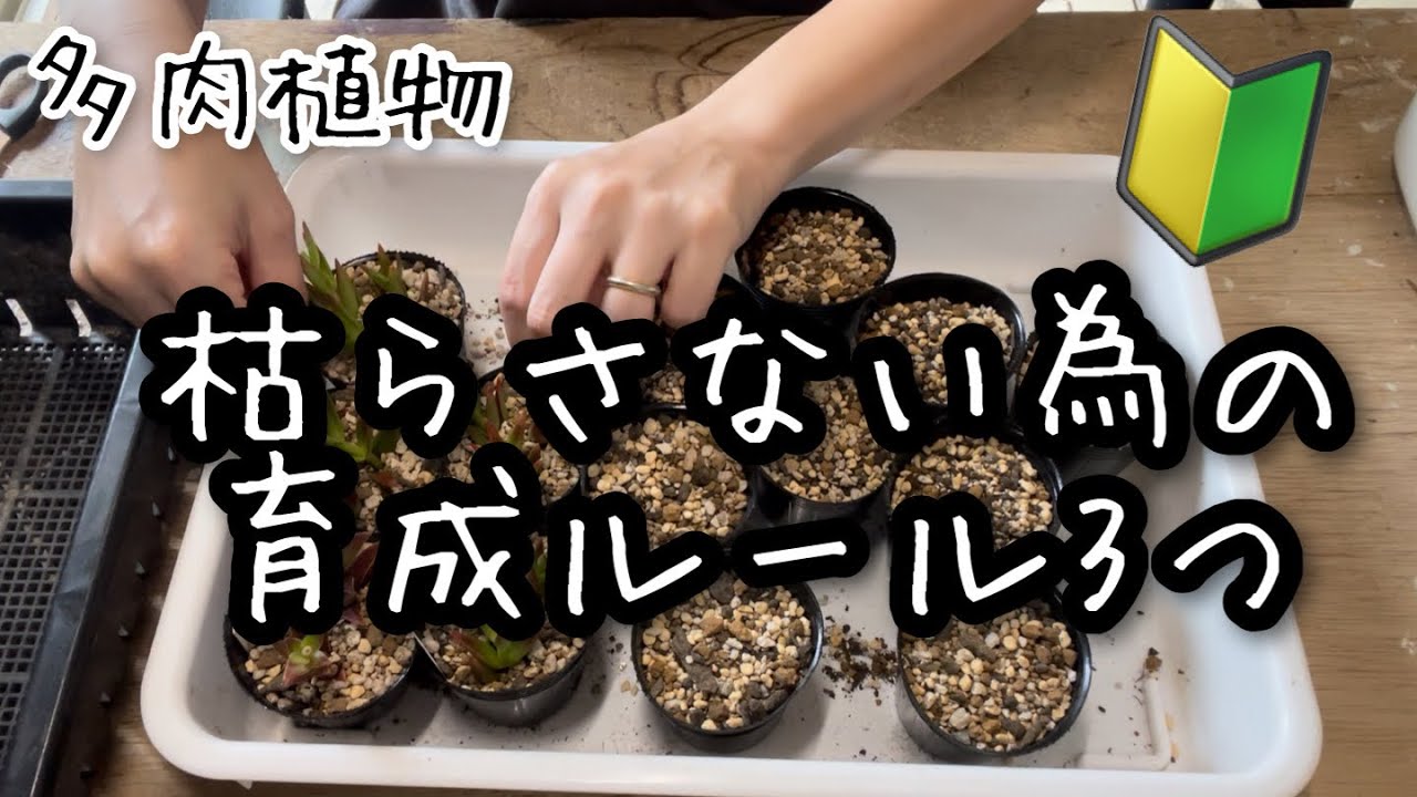【多肉植物】失敗しない為の育成ルール3つ