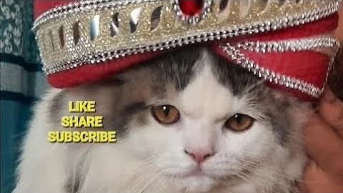 Video 11201051: persian kittens cat sound, persian cat kitten white, persian cat female kitten, persian cat kitten pure, persian cat kittens funny, persian cat kitten cute, cat meowing